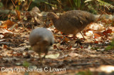 Undulated Tinamou