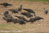 Spot-winged Pigeon