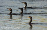 Neotropical Cormorant