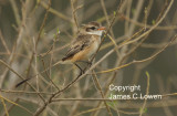 Strange-tailed Tyrant