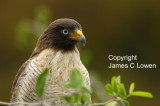 Roadside Hawk