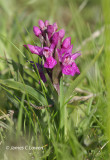 Northern Marsh Orchid