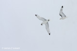 Kittiwakes