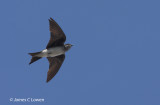 Grey-breasted Martin