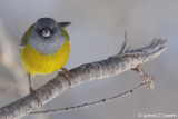 Patagonian Sierra-finch