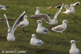 Mediterranean Gull