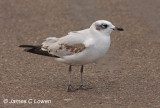 Mediterranean Gull