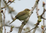 Iberian Chiffchaff