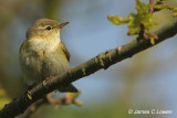 Iberian Chiffchaff