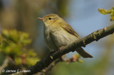 Iberian Chiffchaff
