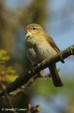Iberian Chiffchaff