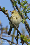 Iberian Chiffchaff