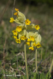 Cowslip