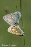 Common Blue