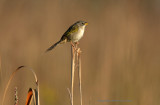 Lesser Grassfinch