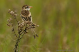 Strange-tailed Tyrant