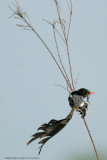 Strange-tailed Tyrant