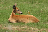 Marsh Deer (with Cattle Tyrant)