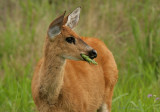 Marsh Deer