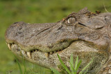 Broad-nosed Caiman