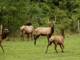 Startled Elk Look Back As They Stop