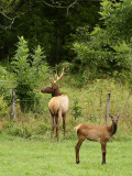 Young Bull Elk and Calf