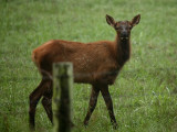 Calf in Field