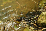 Cottonmouth, Cecil Cove Runoff