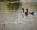 Baby Wood Ducks, Boxley Mill Pond, Buffalo National River