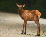 Calf Elk Early 2009