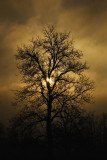 Gaither Mountain Sunrise and Oak Tree