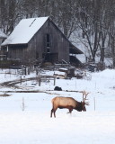 90893 elk pawing snow web.JPG