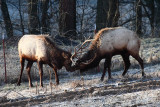 92194 sparring elk february morning II web.JPG