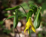 98029 large bellwort 8x10 web.jpg