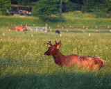 104827-bull-elk-in-velvet-in-field-8x10-web.jpg