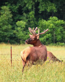 106672-bull-elk-in-velvet-10x8-web.jpg