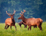 72472-big-elk-in-velvet-8x10-web.jpg