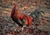 Black Breasted Red Phoenix in Fall