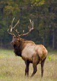 Big Bull in Pasture