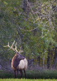 Bull Elk at Forests Edge