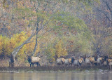 November River Crossing in Fall Color