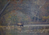 Bull Drinking from Buffalo River