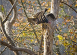 Turkey Vulture in Flight