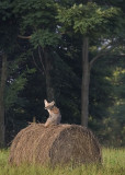 Coyote Looking Back