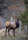 Big Bull Elk Along Fenceline