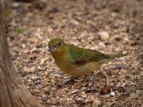 Female Painted Bunting.jpg