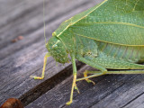 PB267018 - Katydid.jpg