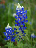 P4092845 - Bluebonnets 2010.jpg