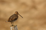 Common snipe