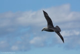 Fulmar